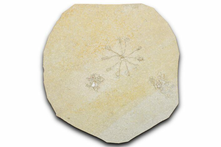 Three Floating Crinoid (Saccocoma) Fossils - Solnhofen Limestone #351014